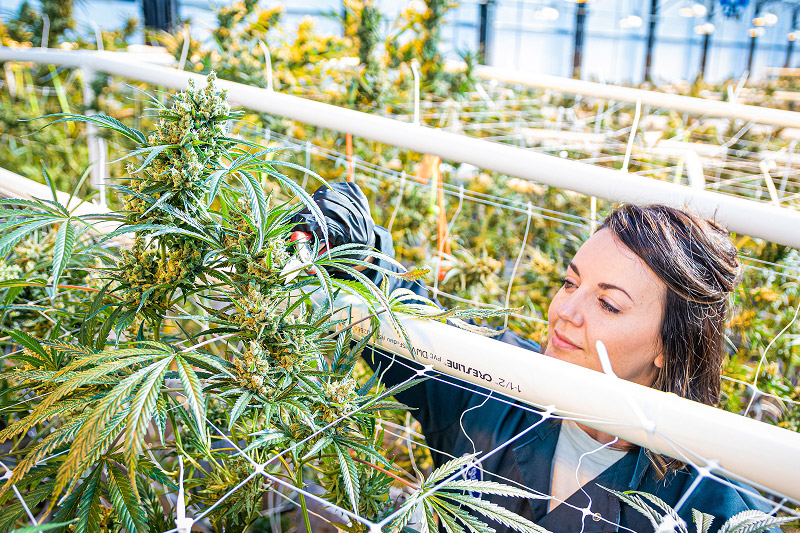 Cannabis Brand Photography